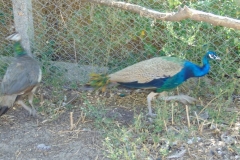 DSC01037_800x600