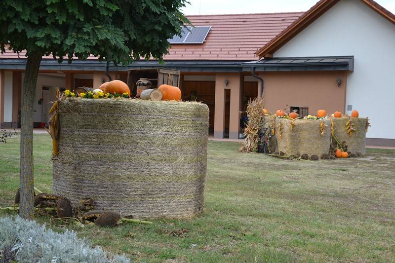 diszites_029