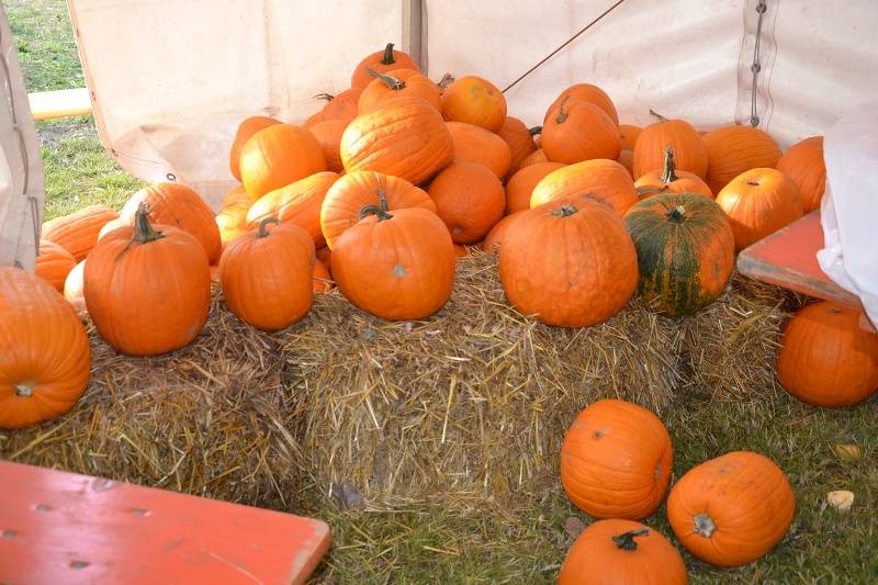 DSC_9238_800x533