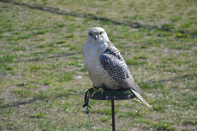DSC_3139-Kozepes