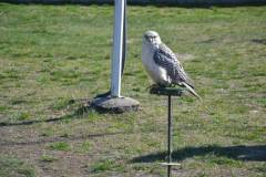 DSC_3132-Kozepes