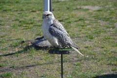 DSC_3133-Kozepes