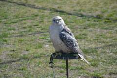 DSC_3139-Kozepes