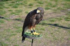 DSC_3144-Kozepes
