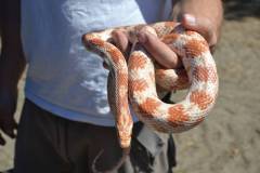 DSC_5977-Kozepes