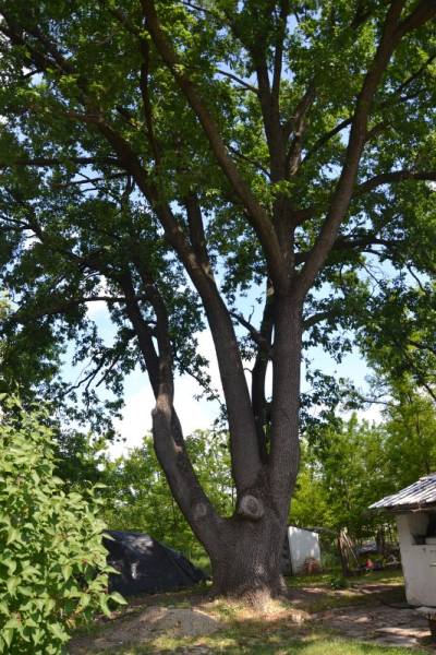 DSC_9367_533x800