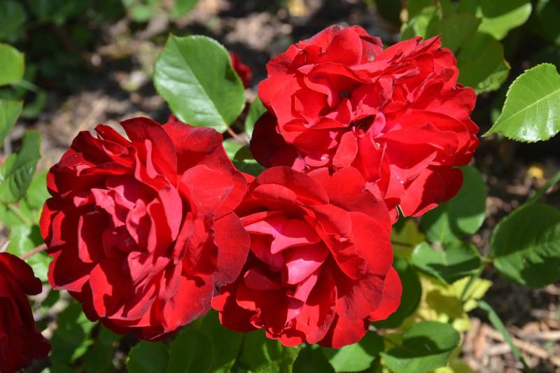 DSC_2094_1280x853