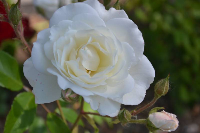 DSC_2095_1280x853