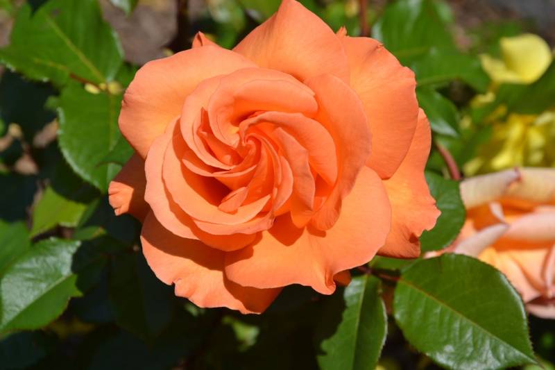 DSC_2096_1280x853