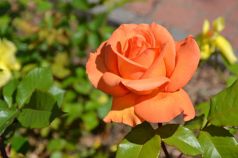 DSC_2097_1280x853
