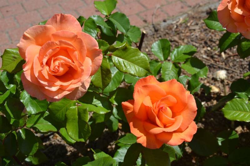DSC_2101_1280x853