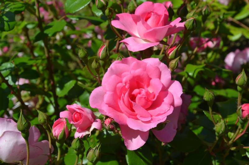 DSC_2103_1280x853