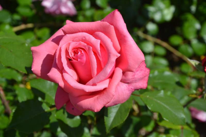 DSC_2107_1280x853