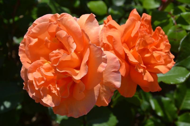DSC_2109_1280x853