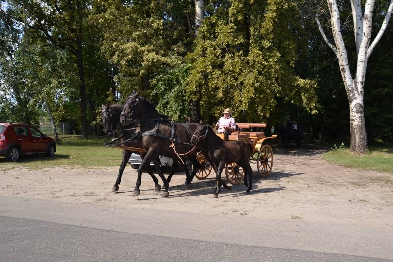 DSC_3777_800x533